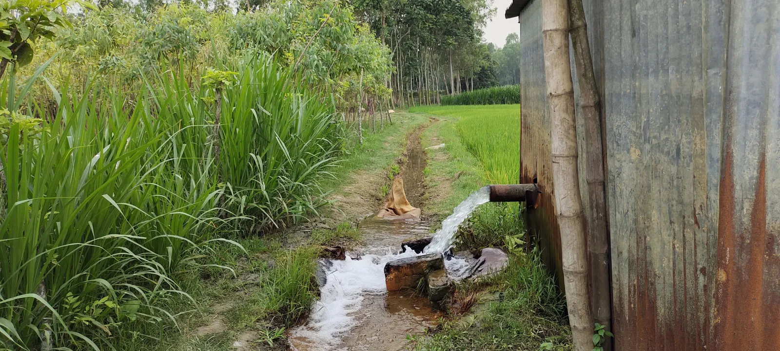Water flowing from a pipe outlet into a field drainage ditch in central Indiana