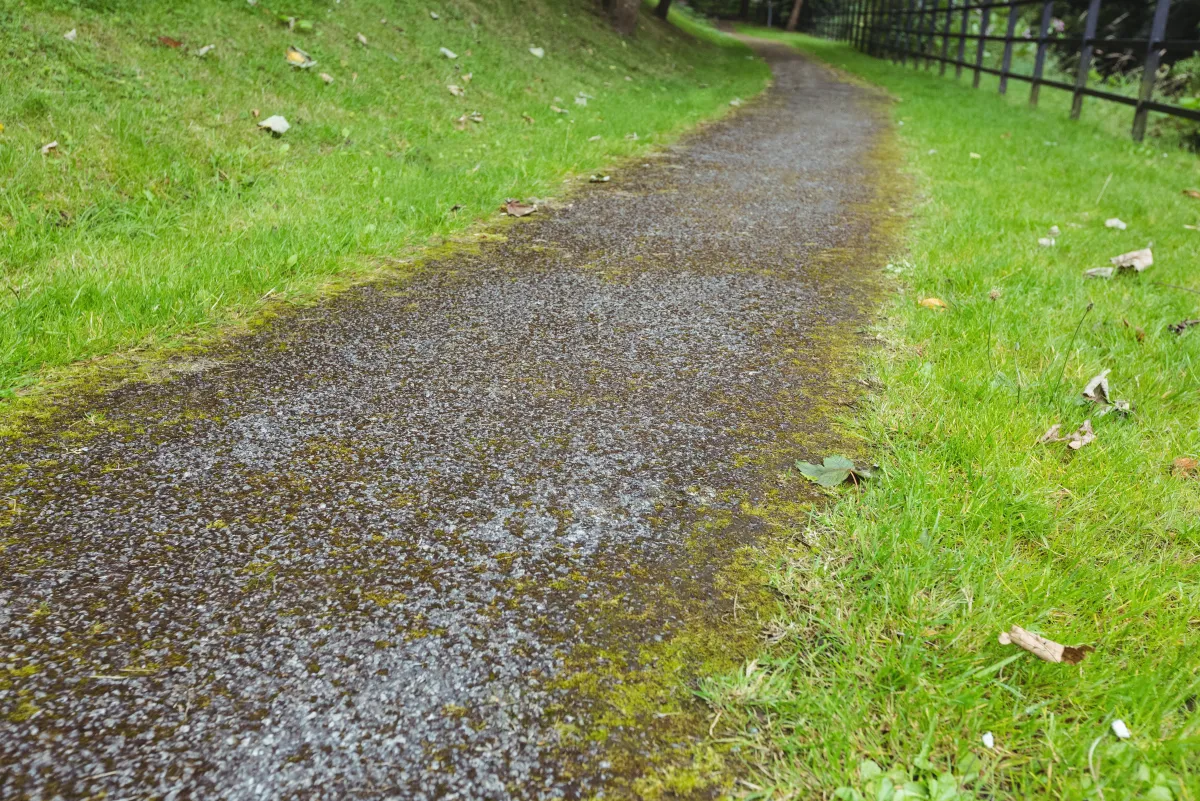 Soggy, moss-covered ground over poorly draining soil on a farm property in central Indiana